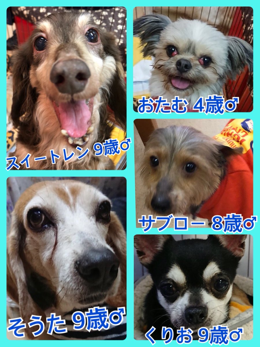 🐾今日の里親様募集中ワンコ🐶メンバーです🐾2019,4,19